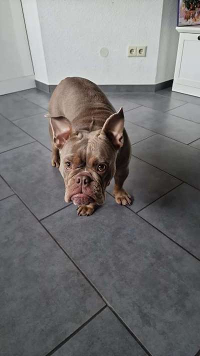 Olde English Bulldogge-Beitrag-Bild