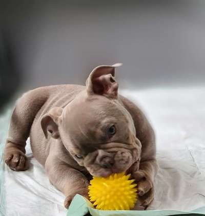 Olde English Bulldogge-Beitrag-Bild