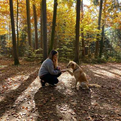 Hundetreffen-Gassirunde mit Spielstopp