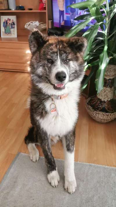 Nordische Hunde-Beitrag-Bild