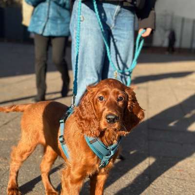 Hundetreffen-Sozialisierung für Welpen-Bild