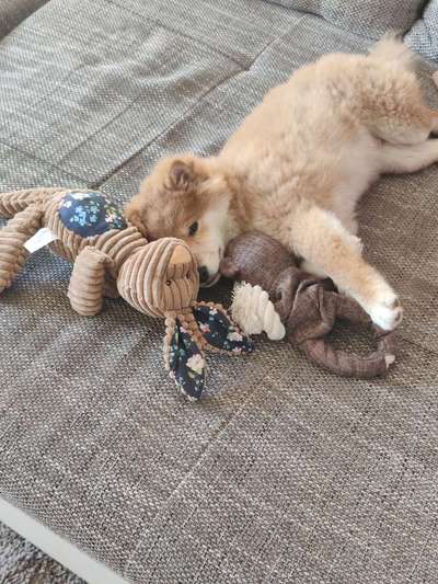 Welpen Bilder !-Beitrag-Bild