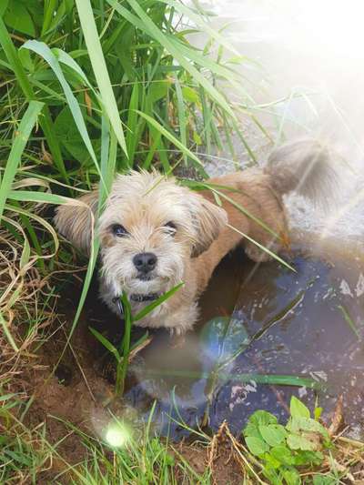 Die Dogorama Kalender Challenge 4/4-Beitrag-Bild