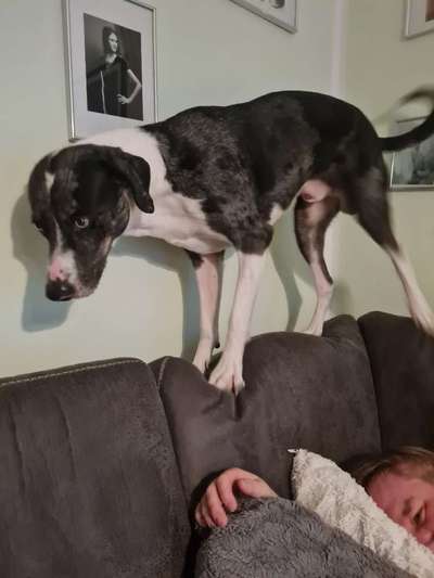 Louisiana Catahoula Leopard Dog-Beitrag-Bild