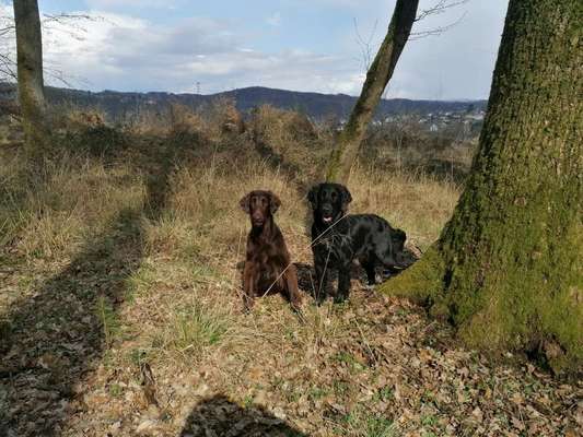 Fotochallenge No. 26                                     Wald und Wiese-Beitrag-Bild