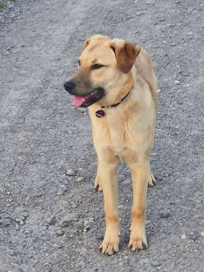 Kangal Fans ! ! ! !-Beitrag-Bild