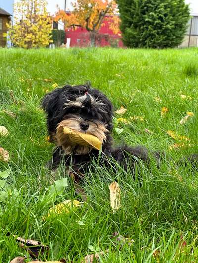 Hundetreffen-Spiel und Gassi Kumpel(innen) gesucht-Bild