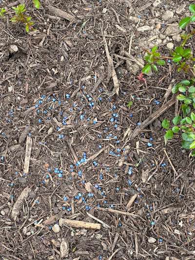 Giftköder-Blaukorn-Bild