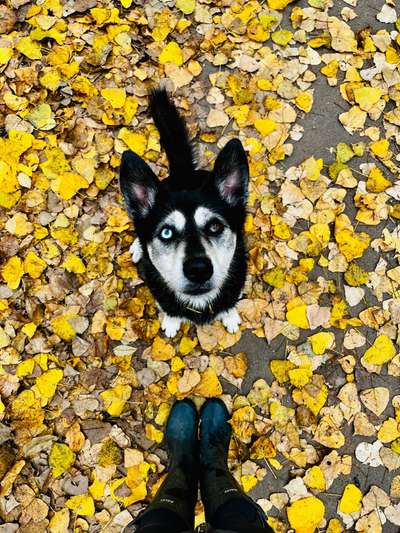 aktuelles Foto Gruppe Shepsky (Schäferhund-Husky-Mischlinge)