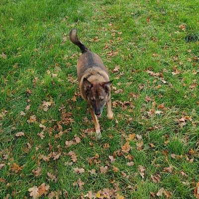 Hundetreffen-Gassi runde mit netten gesprächen...