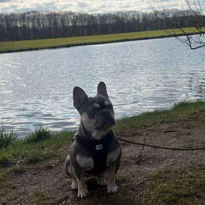 Hundetreffen-Alfons sucht Spielfreunde-Bild