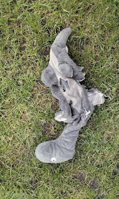 Zeig mir, dass du mit einem hund zusammenlebst....-Beitrag-Bild