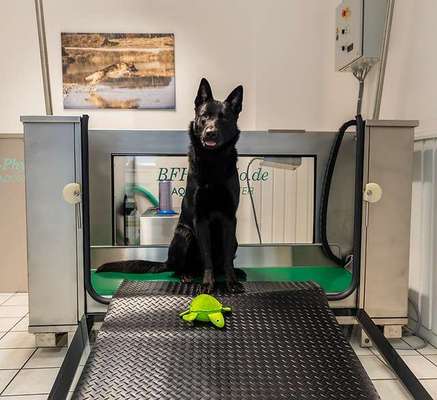 Medizinische Dienstleistungen-Hundephysiotherapie Rundherum-Hund-Bild