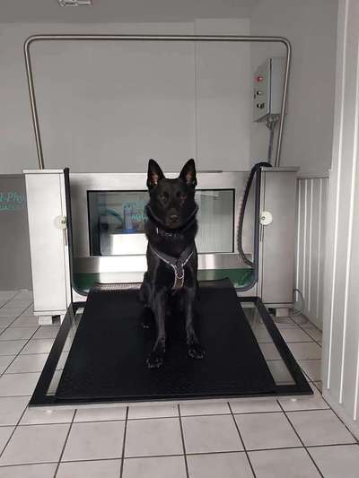 Hunderunde-Beitrag-Bild