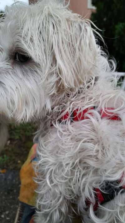 Zeigt mir die tollste Nahaufnahme von eurer Fellnase-Beitrag-Bild