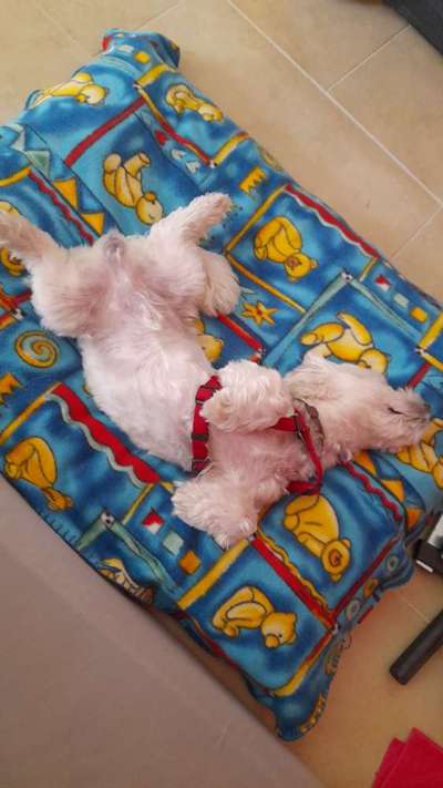 Dogorama Photo Challenge - Hündchen streckt dich-Beitrag-Bild