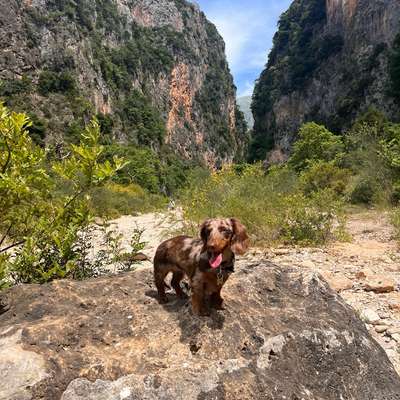 Hundetreffen-Gassigehen/Hundebegegnungen üben-Bild