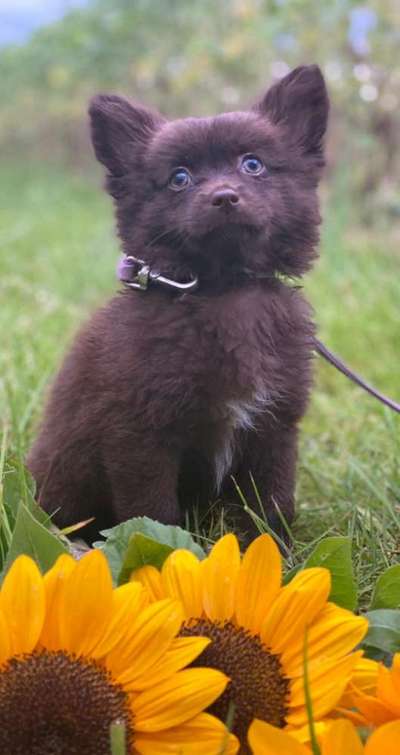 Die Dogorama Kalender Challenge Teil 3/4-Beitrag-Bild