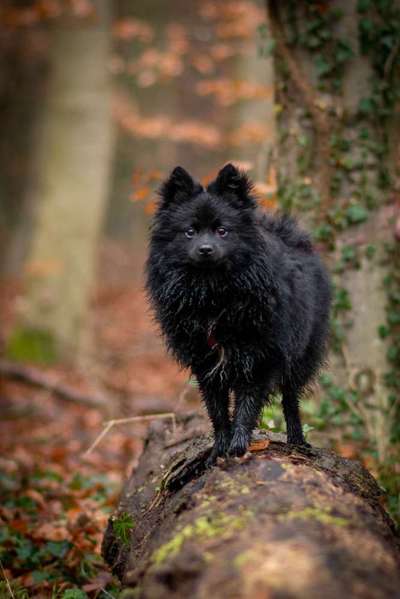 Spitz--Zwergspitz--kleinspitz---mittelspitz----Großspitz--Wolfsspitz-Beitrag-Bild