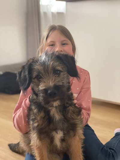 Hund aus dem Spanischen Tierschutz-Beitrag-Bild