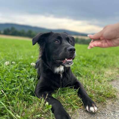 Hundetreffen-Spielgefährten und tolle gassirunden-Bild