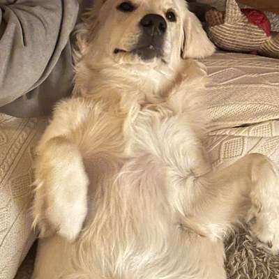 Hundetreffen-Begegnungstraining und Spielgefährte gesucht!-Bild