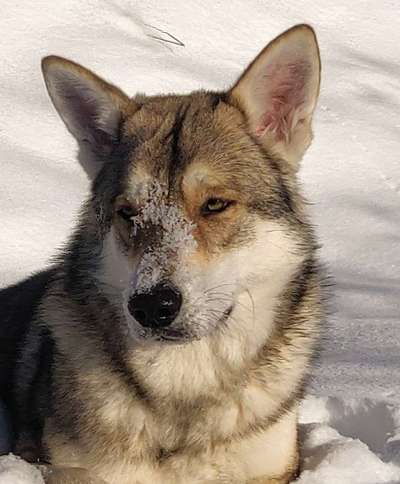 Foto's und Hundemodels-Beitrag-Bild