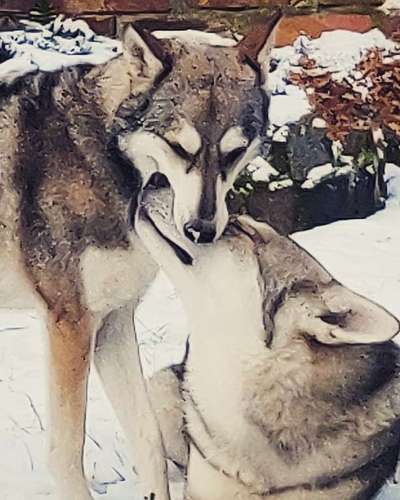 Foto's und Hundemodels-Beitrag-Bild