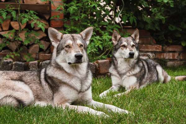 Foto's und Hundemodels-Beitrag-Bild