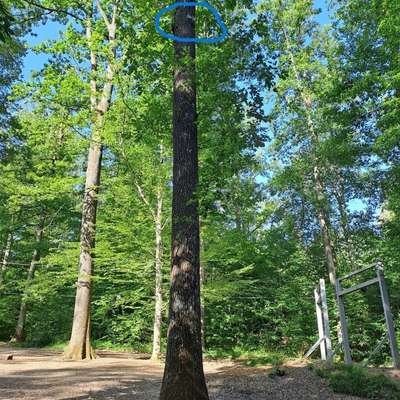 Giftköder-Eichenprozessionsspinner Nest-Bild