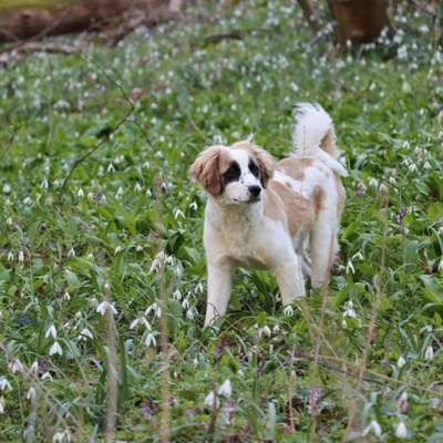 Hundetreffen-Welpenspiel- bzw Laufdate :) in 1020-Bild