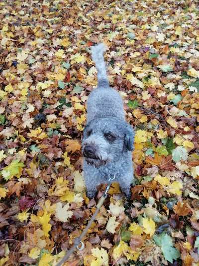 Lagotto Romagnolo Besitzer-Beitrag-Bild