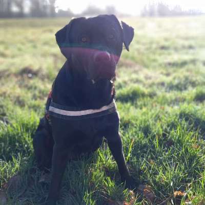 Hundetreffen-Treffen in Greifswald und Umgebung-Bild