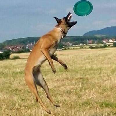 43. Fotochallenge-Zeigt mir eure Ball oder Frisbee verrueckten Hunde-Beitrag-Bild