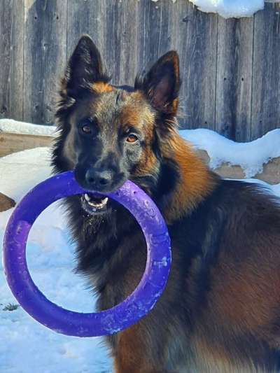43. Fotochallenge-Zeigt mir eure Ball oder Frisbee verrueckten Hunde-Beitrag-Bild