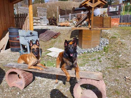 Die Dogorama Wochen Challenge "Friends will be Friends"-Beitrag-Bild