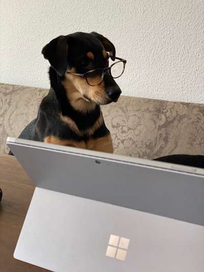 Die Dogorama Kalender Challenge Teil 3/4-Beitrag-Bild