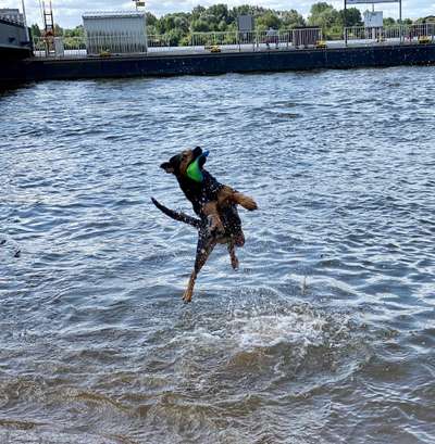 43. Fotochallenge-Zeigt mir eure Ball oder Frisbee verrueckten Hunde-Beitrag-Bild