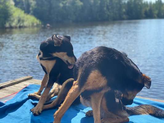 Die Dogorama Wochen Challenge "Friends will be Friends"-Beitrag-Bild