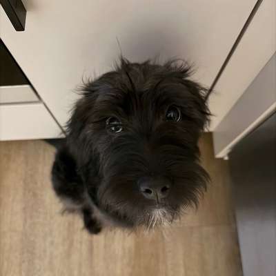 Hundetreffen-Spieldates/ Gassi (Altona)-Bild