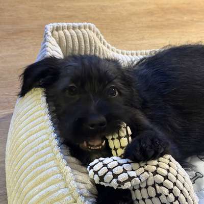 Hundetreffen-Spieldates/ Gassi (Altona)-Bild