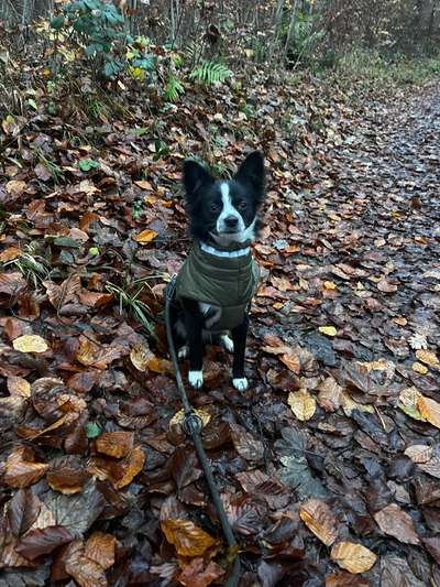 Hundetreffen-Gemeinsame Spaziergänge und Toben-Bild