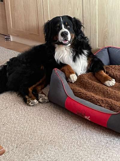 Berner Sennen-Beitrag-Bild