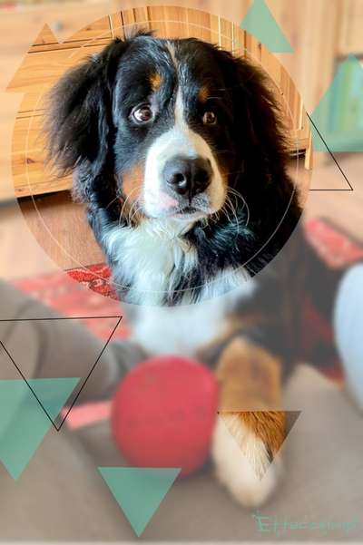 Weitere Große Schweizer Sennenhunde (oder andere große Rassen) hier?-Beitrag-Bild