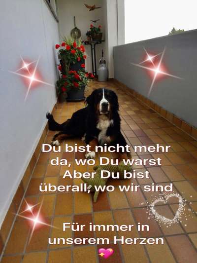 Weitere Große Schweizer Sennenhunde (oder andere große Rassen) hier?-Beitrag-Bild