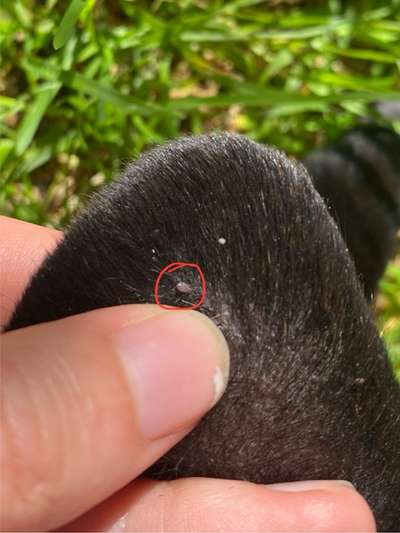 Pickel artige Stellen am Kopf-Beitrag-Bild