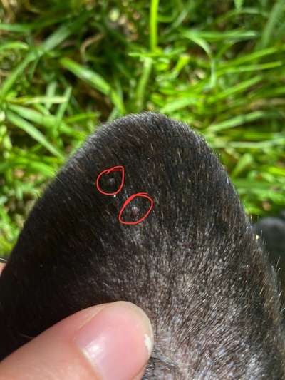 Pickel artige Stellen am Kopf-Beitrag-Bild