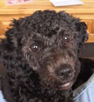 Hundetreffen-Sozialisierung Junghund-Bild