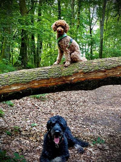 Dogorama Photo Challenge - Märchenwald-Beitrag-Bild