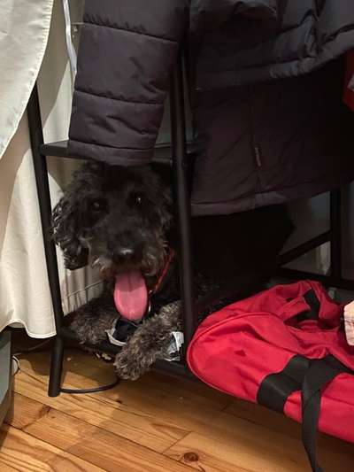 Dogorama Photo Challenge - Tarnung ist alles-Beitrag-Bild